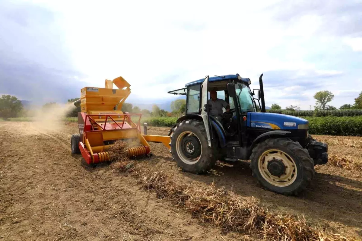 İnegöl’de Cerrah Kuru Fasulyesi Hasadı Başladı